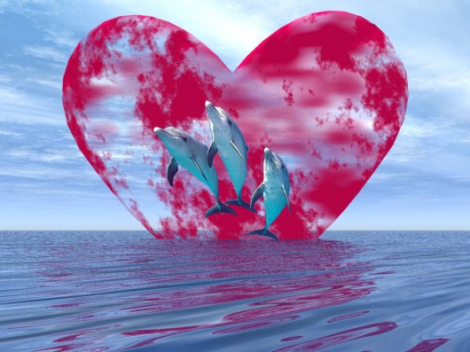 Forever Dolphin Love (pochette non contractuelle)
